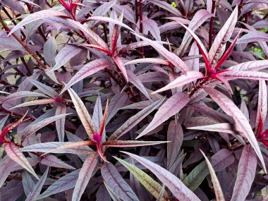 Canlı mor bir Iresine bitkisinin yakın plan çekimleri zengin renkli yapraklarını ve kızılımsı saplarını sergiliyor..