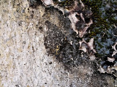 Yaratıcı arka planlar için liken ve yosun dokuları ile yıpranmış betonun ayrıntılı görüntüsü