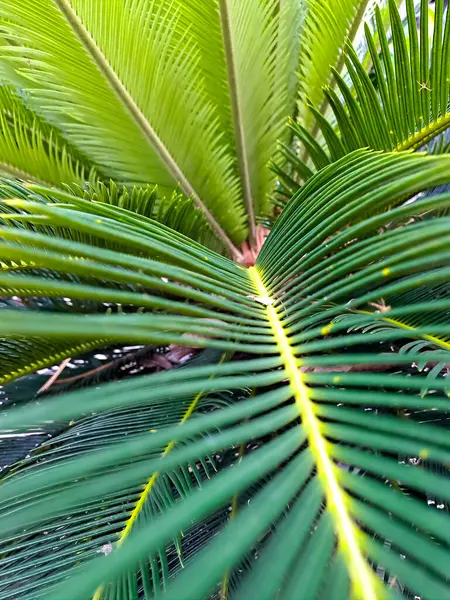 Canlı, detaylı yakın çekim gösterileri tropik bir palmiye ağacının simetrik, yemyeşil yaprakları.