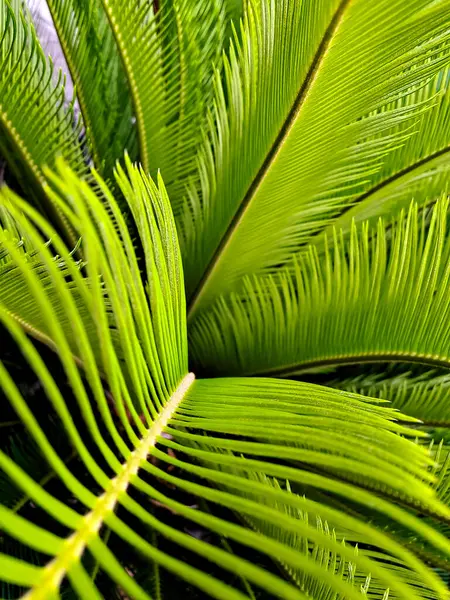 Yakın çekim, canlı yeşil yapraklı bir bisiklet bitkisini yakalar ve dokularını sergiler..