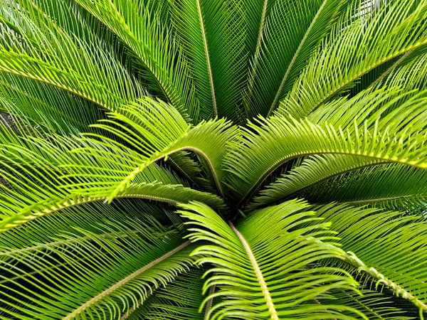 Yeşilli yeşil yapraklar çarpıcı simetrik ve dairesel desenli canlı bir doku oluşturur..