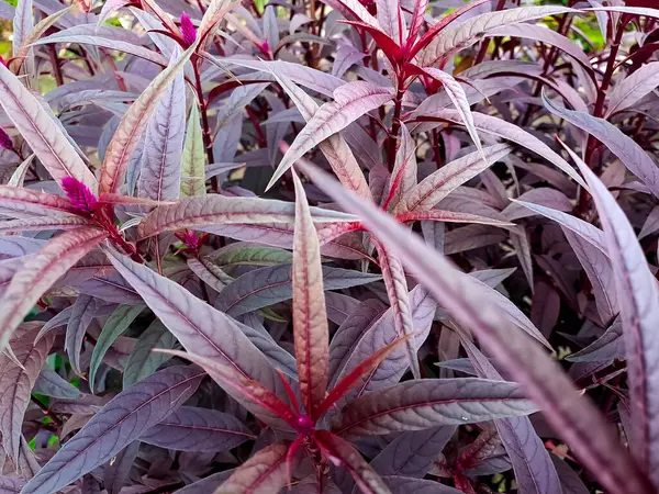 Pembe ve bordo tonlarında sivri yapraklar yoğun ve canlı bir desen oluşturuyor..