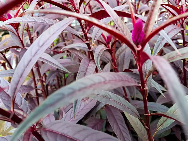 Yakın plan, çarpıcı koyu kırmızı renkleri ve canlı bir bitkinin dokulu yapraklarını yakalar..