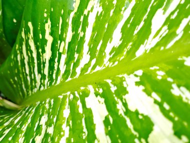 Canlı bir yeşil yaprak, beyaz çeşitliliğin eşsiz desenlerini parlak, doğal ışıklandırmada sergiliyor..