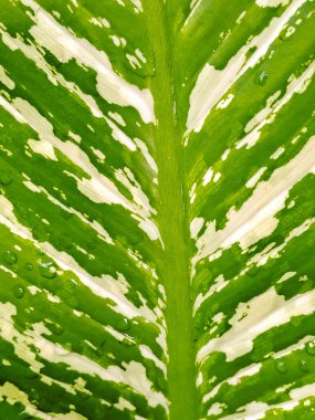 Çarpıcı beyaz çeşitliliğe sahip canlı yeşil bir yaprağın yakın çekimi ve su damlacıkları, ayrıntılı damarlar.