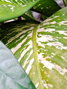 Yakın çekim, canlı, çeşitli ev bitkisi yaprağının karmaşık desenlerini ve dokularını gösteriyor.