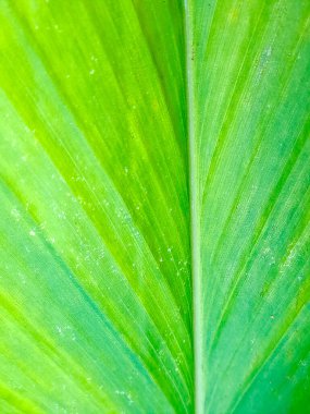 Canlı yeşil yaprak yakından doğal dokuyu ve çarpıcı damar kalıplarını vurgular..