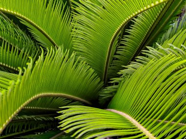 Bereketli yeşil yapraklar yoğun, dokusal doğal bir desen oluşturarak tropikal canlılığı ve tazeliği çağrıştırıyor..