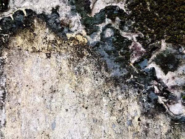 Yosun detayı, doğa ve büyüme ile eski taşın katmanlı renklerini gösteren desenli duvar soyutlaması.
