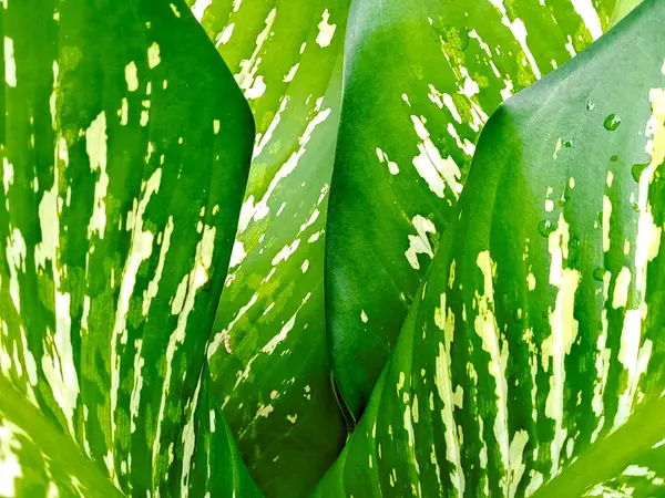 Yakın plan, canlı yeşil yaprakları narin bir çeşitlilikle yakalıyor ve tropikal tazeliği çağrıştırıyor..