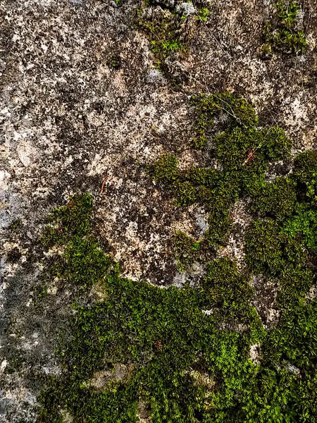 Yakından bakınca yıpranmış taş ve üzerinde büyüyen canlı yeşil yosunların dokulu bir kontrastını ortaya çıkarıyor..