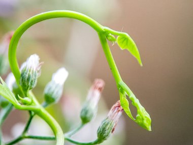 Yumuşak, doğal ışıklandırmada nötr bir zemine yapraklar serpiştirilmiş narin yeşil filizler..