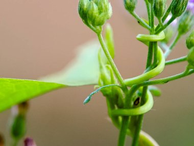 Asma dallarıyla sarmalanmış yeşil bitki, büyümeyi ve bitki yapısını zarif bir şekilde gösteriyor..