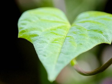 yemyeşil bir yaprak ortaya çıkar, parlak rengi koyu, bulanık bir zemin üzerinde durur..