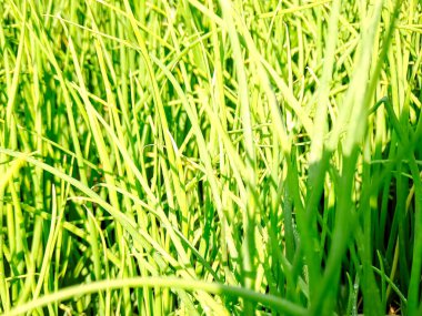 Parlak güneşle aydınlatılmış yoğun bir yamada canlı yeşil soğanlar.