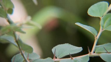 Hassas Yaprakların ve Dikenlerin Bir Daldaki Yakın Görüntüsü