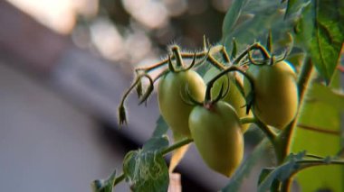 Olgunlaşmamış Domatesler Sarmaşığı Kapatma Zamanı 'nda Büyüyor