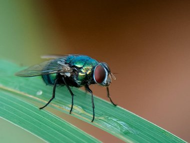 Canlı, yanardöner bir sinek açık havada güneşli bir günde yumuşak, bulanık bir arka plana karşı karmaşık vücut yapısını sergileyen parlak yeşil bir çimen sapının üzerinde narin bir şekilde dinlenir..