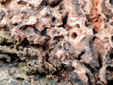 Detaylı görüntüler, ahşap dokuları yıpranmış küçük delikler içinde narin örümcek ağını ortaya çıkarıyor, doğanın karmaşık desenlerinin ve yıpranmış yüzeylerinin güzelliğini vurguluyor.. 