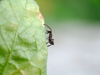 Bir karınca canlı yeşil bir yaprağın kenarında dikkatlice dolaşır, arka plan doğal renklerin yumuşak bir gradyanı, böceğin dış dünyadaki yalnız yolculuğunu vurgular.. 