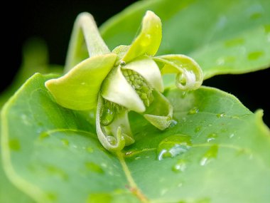 Narin ve taze bir çiçek tomurcuğu, yapraklarına su damlacıkları yapışmış, bulanık arka planda dinleniyor, doğanın saflığını ve potansiyel büyümesini vurguluyor..