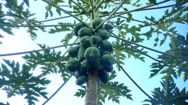 Tropikal Ayarlarda Meyve ve ve Gökyüzü Perspektifli Papaya Ağacı Tepesi