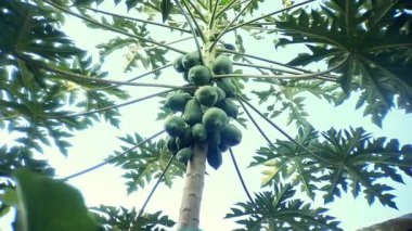 Yeşil meyve kümeleriyle yemyeşil Papaya Ağacı