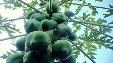Ağaçta büyüyen Olgunlaşmamış Papayaların Düşük Açı Görünümü