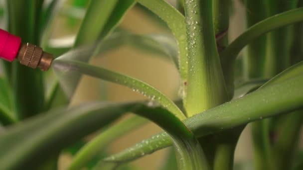 Stříkající Listy Vnitřní Rostliny Yucca Květinářství Péče Rostliny Čištění — Stock video