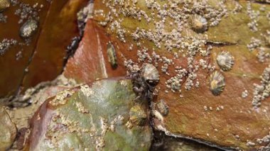 Pachygrapsus marmoratus yaban yengeci güneş ışığı altında ve gelgitte midyeli bir okyanus kayasında yemek yiyor ve arıyor.