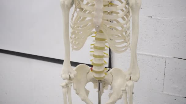 Anatomická Kostra Lebka Hrudník Žebry Medical Maneken Concept Roll Záběry — Stock video