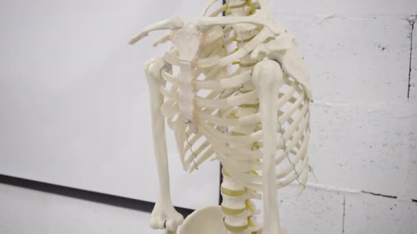 解剖学的骨格 肋骨と頭蓋骨と胸医学的なManekenコンセプト Bロール映像 — ストック動画