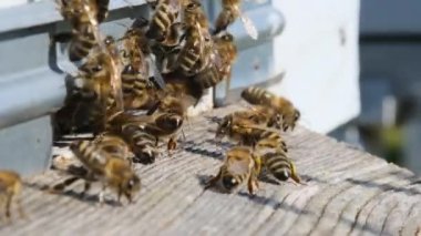 Arılar kovanın etrafında dönerek taze çiçek nektarını ve çiçek polenini kovanın içine koyuyorlar. Yavaş çekim videosu. Apiary.