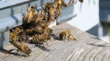 Arılar kovanın etrafında dönerek taze çiçek nektarını ve çiçek polenini kovanın içine koyuyorlar. Yavaş çekim videosu. Apiary.