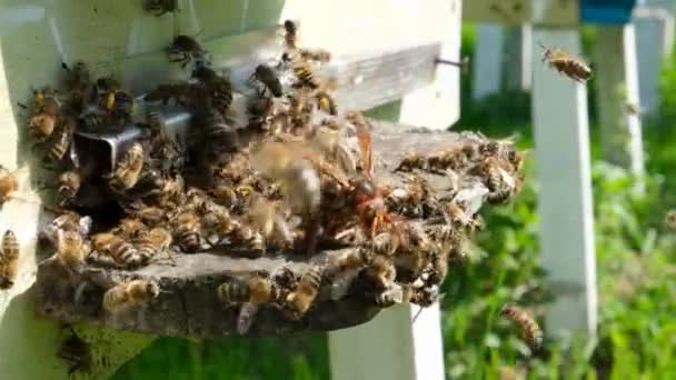 蜜蜂在蜂窝里被黄蜂袭击了 蜜蜂杀手大黄蜂 慢动作视频 — 图库视频影像