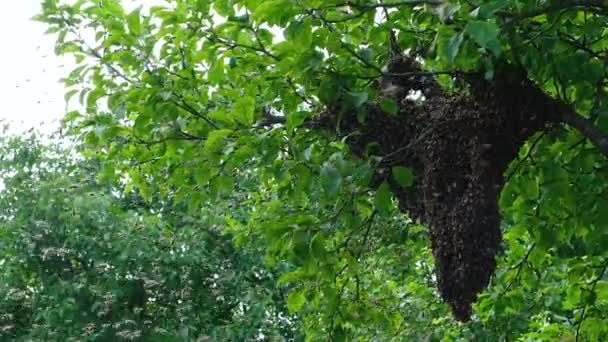 一群蜜蜂在空中盘旋 用蜂群法繁殖蜜蜂的方法 慢动作视频 — 图库视频影像