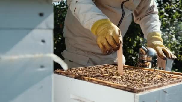 Bekämpfung Der Varroa Milbe Varroavernichter Wie Man Bienen Vor Der — Stockvideo