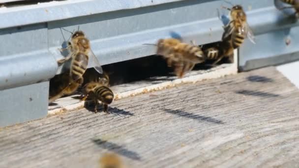 蜂は巣の周りを一周し 巣の中に新鮮な花蜜と花粉を入れます スローモーションビデオ — ストック動画