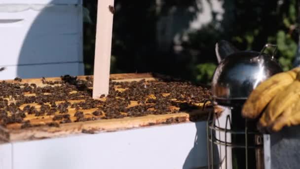 Control Ácaros Varroa Destructor Varroa Cómo Tratar Las Abejas Del — Vídeo de stock
