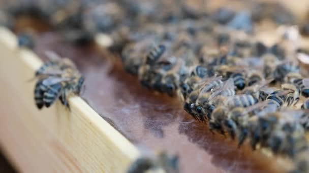 Doplňkové Krmení Včel Včely Jedí Sirup — Stock video