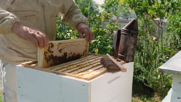 Der Imker Zieht Eine Wabe Mit Honig Aus Dem Bienenstock — Stockvideo