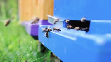 Arılar kovanın etrafında dönerek taze çiçek nektarını ve çiçek polenini kovanın içine koyuyorlar. Yavaş çekim videosu. Apiary.