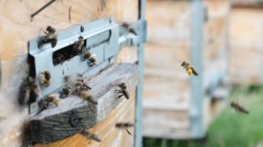 Arılar kovanın etrafında dönerek taze çiçek nektarını ve çiçek polenini kovanın içine koyuyorlar. Yavaş çekim videosu. Apiary.