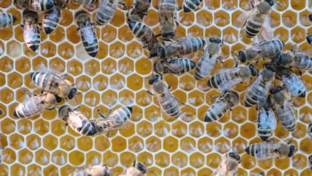 Lebah Sarang Lebah Rekaman Makro Ekstrim Serangga Yang Bekerja Sarang — Stok Video