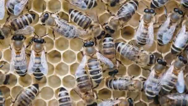 Mel Bee Brood Cuidado Com Ninhada Nascimento Uma Abelha Abelha — Vídeo de Stock