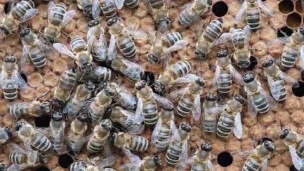 Honey Bee Brood Cuidado Con Las Crías Nacimiento Una Abeja — Vídeos de Stock