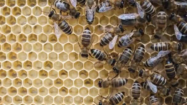 Honey Bee Brood Уход Ребенком Рождение Пчелы Рабочая Пчела Выходит — стоковое видео