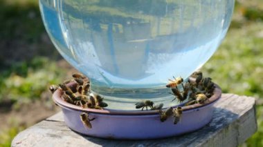 Bal arıları Apidae ailesi su içiyor. Arılar arıdaki bir içme kabından su içerler. Arılarla ilgilenin ve çalışın. Bal yapıyorum. Apiculture. Yavaş çekim videosu. Apiary.