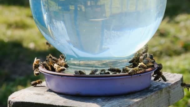 Honingbijen Apidae Familie Drinkwater Bijen Drinken Water Uit Een Drinkbak — Stockvideo