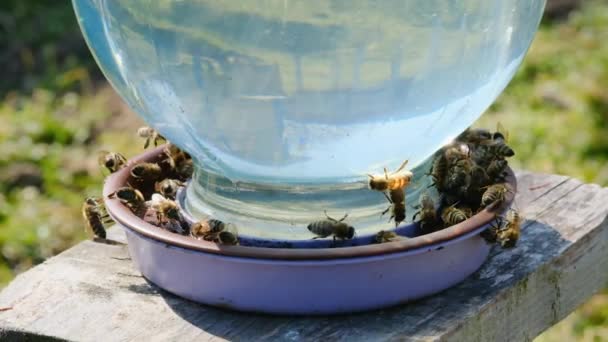 Μέλισσες Apidae Οικογένεια Πόσιμο Νερό Μέλισσες Πίνουν Νερό Από Ένα — Αρχείο Βίντεο